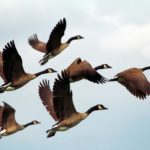 Edukacja Ornitologiczna: Klucze do Poznania Świata Ptaków