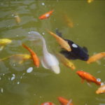 Rośliny wodne w stawie z karpiami koi: Jak połączyć zieleń z żarłocznością ryb?